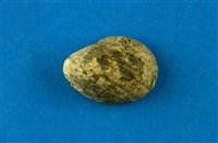 藏品(漁舟蜑螺)的圖片